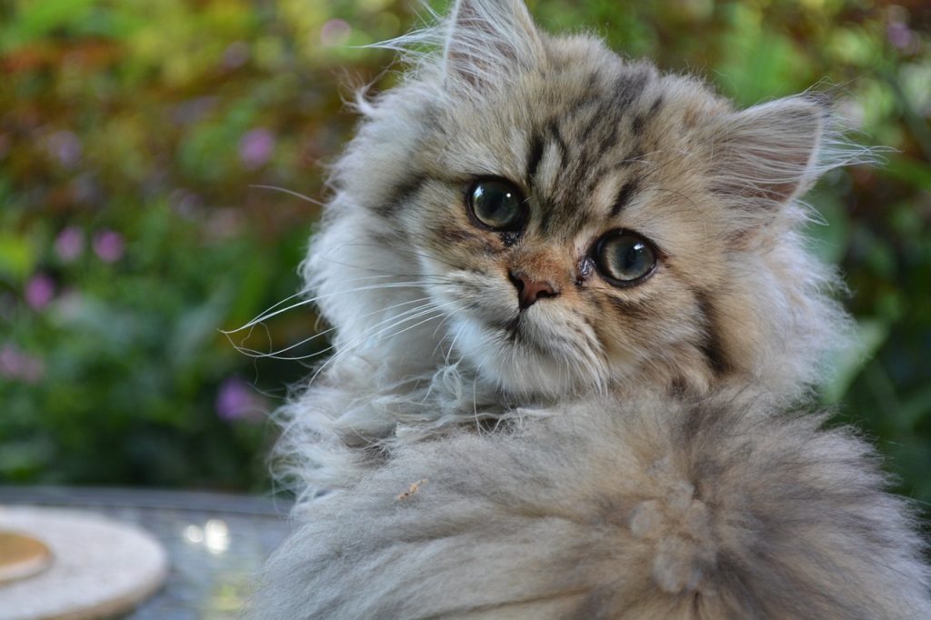 Persian cat looking over it's shoulder at the camera