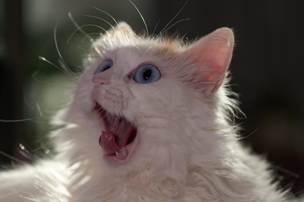 Turkish Van cat shocked expression