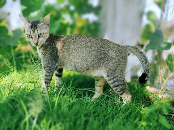 Highland Fold Cat: Breed Profile, Characteristics, And Care Guide ...