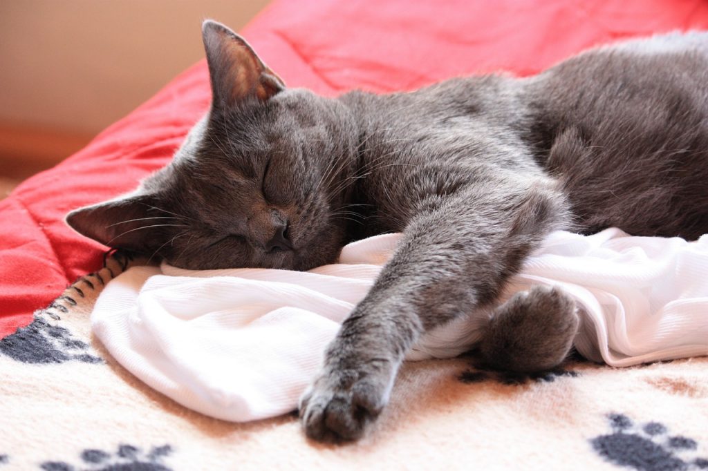 Chartreux Cat sleeping