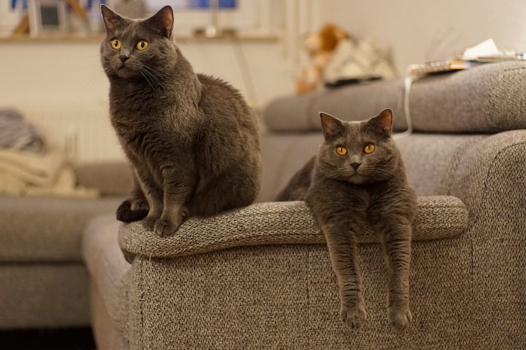 Chartreux cats on the arm of a couch