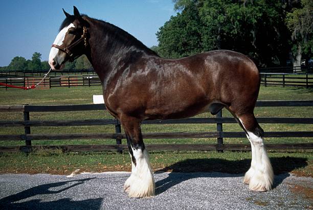 Clydesdale Side Profile