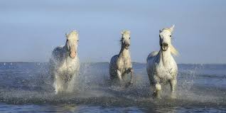 Connemara ponies running through water