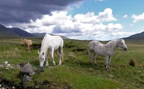 Connemara Ponies grazing