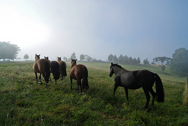 Criollo Horses in a field in Brazil