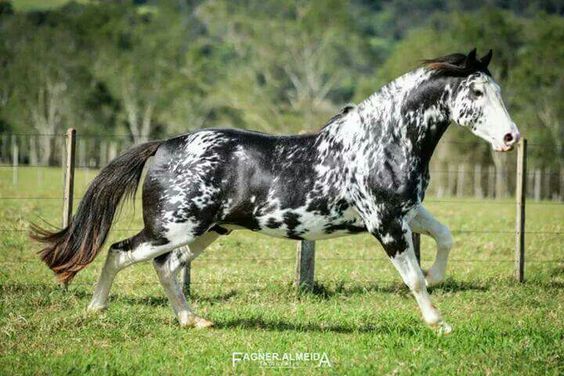 Incredible patterned Criollo Horse