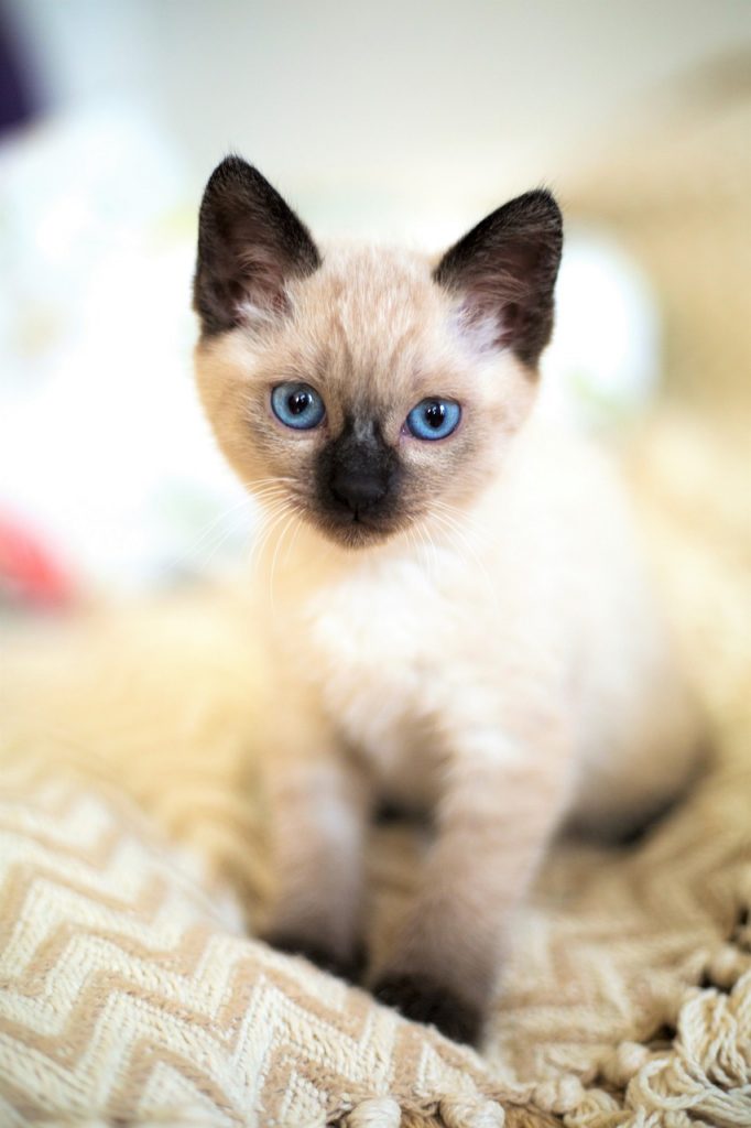 Young Siamese kitten, piercing blue eyes