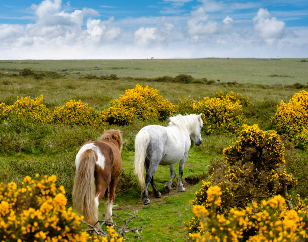 Dartmoor Ponies in the field