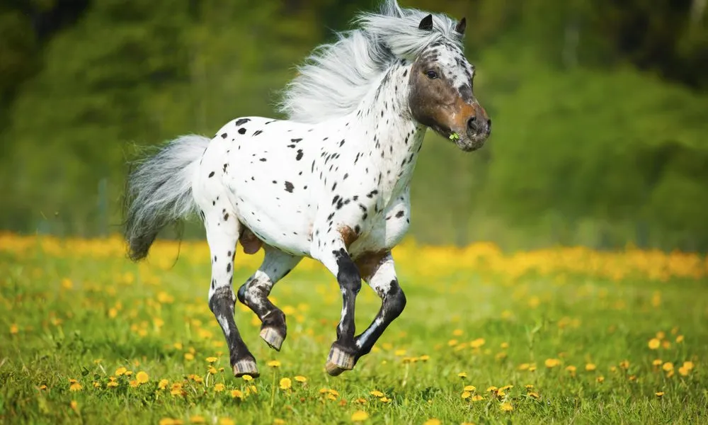 Spotted Falabella Horse Running