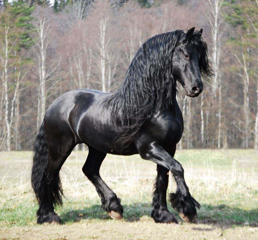 Friesian Horse Posing for picture