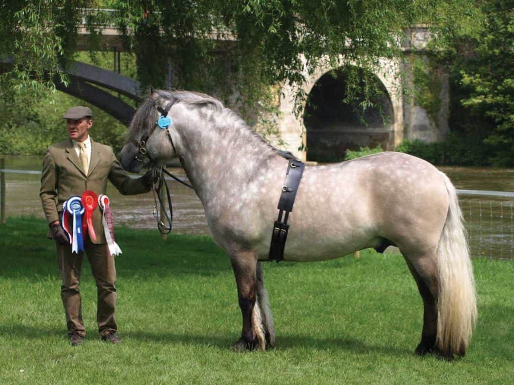 Highland Pony ceremony picture