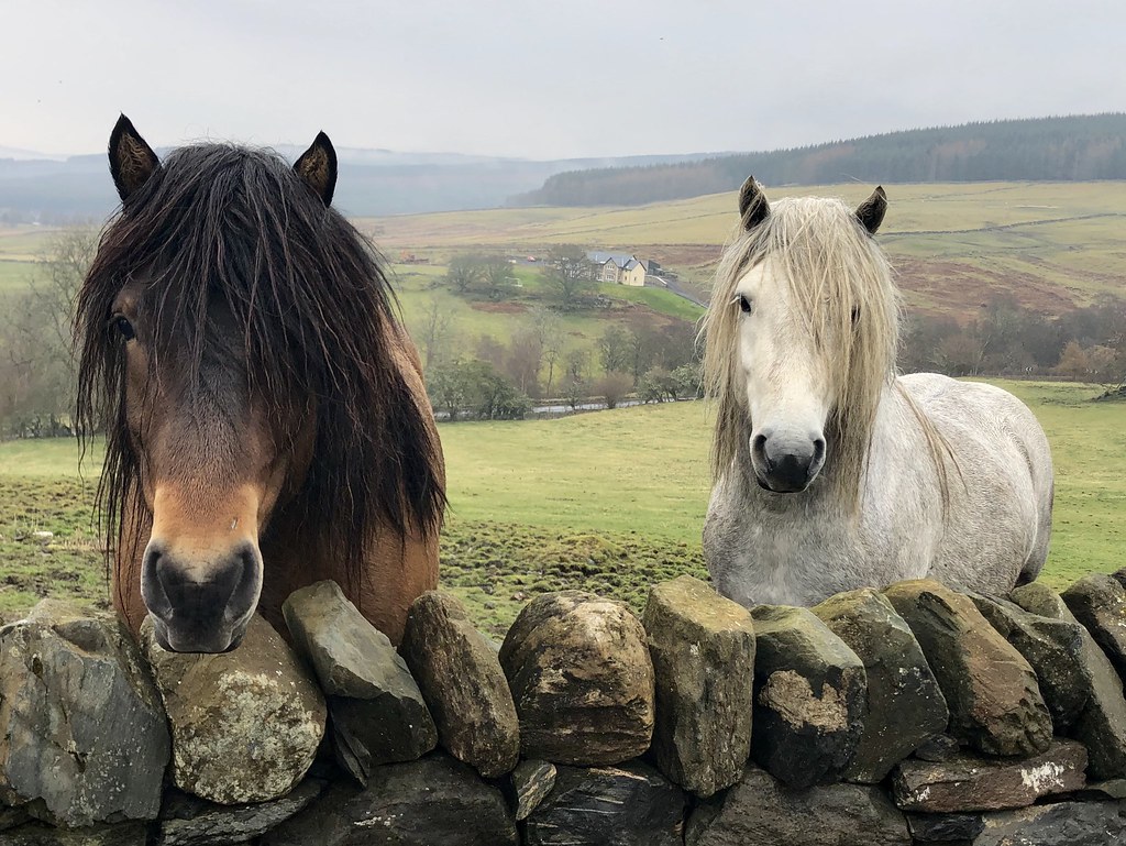 Highland ponies standing at rock wall fence.