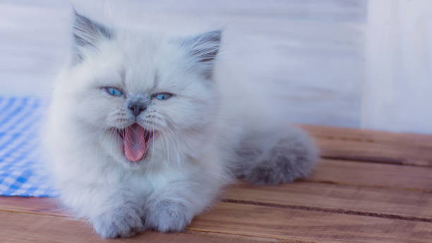 Himalayan cat yawning
