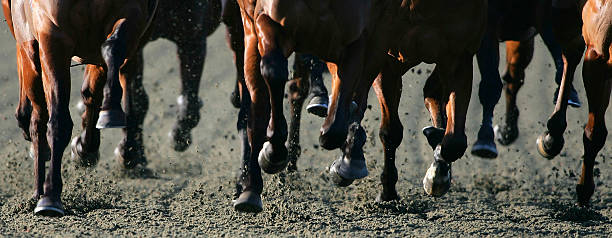 LINGFIELD, ENGLAND - JANUARY 13: Runners head down the back straight during The Bet Direct On Sky Active Apprentice Claiming Stakes Race run at Lingfield Park Racecourse on January 13, 2005 in Lingfield, England. The 6 furlong contest was won by Tiger Hunter and Laura Reynolds.