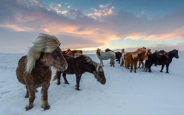 Icelandic Horses with winter coat in snow