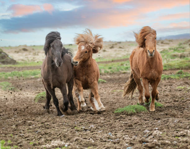 Icelandic Horses Playing