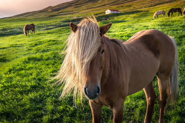 Icelandic Horse with mane blowing in the wind.