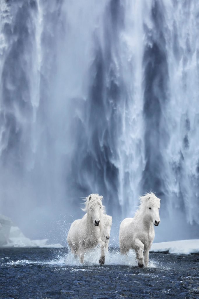 Icelandic Horses in front of a waterfall