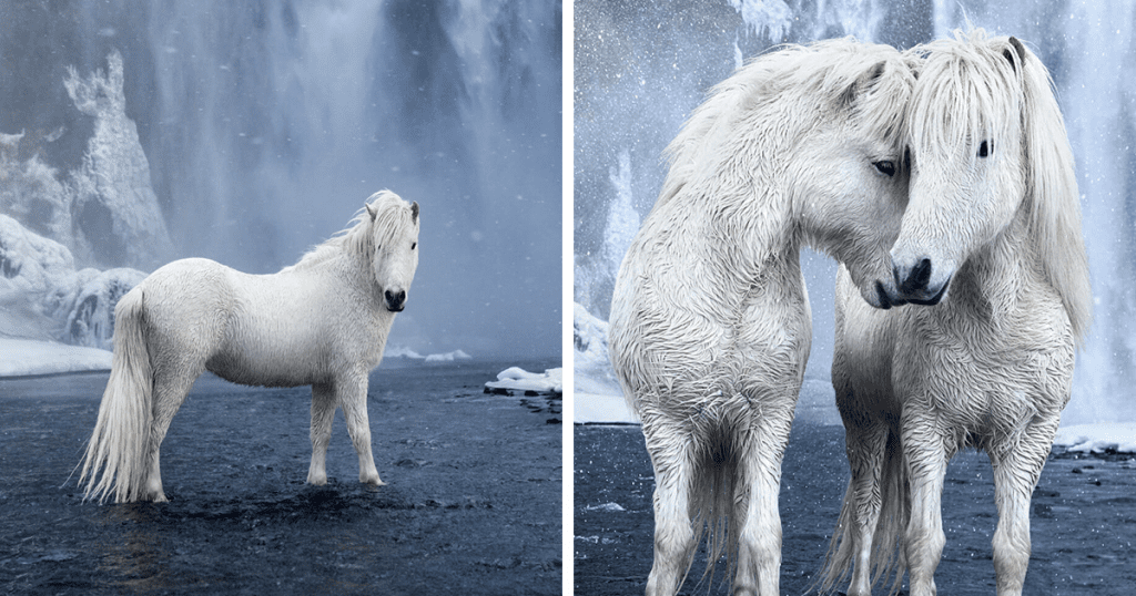 Icelandic Horses near a waterfall