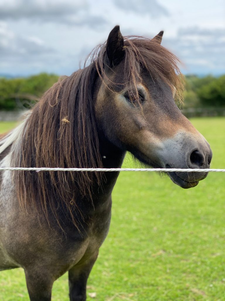 Dartmoor Pony at the fence