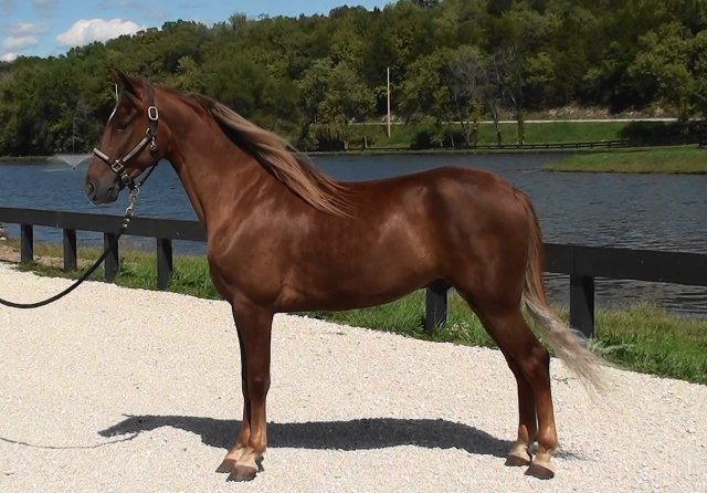 kentucky mountain saddle horse
