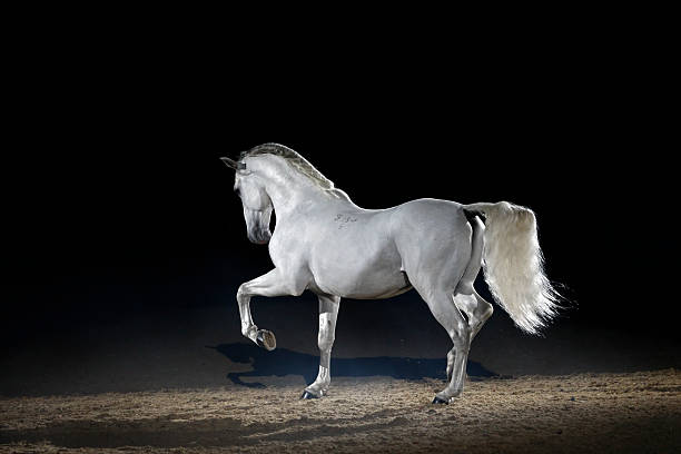 White Lipizzaner horse in arena with shadow lighting.