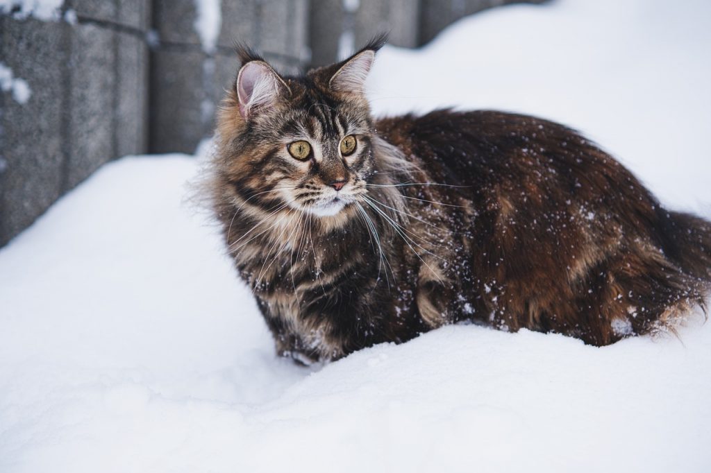Maine Coon cat in the snow