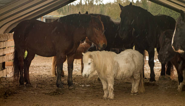 Miniature Horse next to full size horses