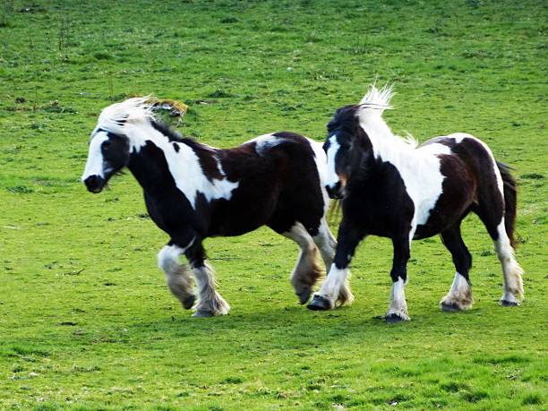 2 Miniature Horses Running Together