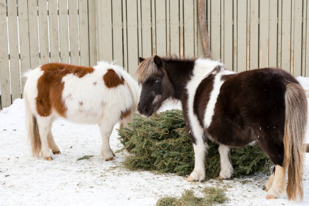 2 Miniature Horses eating hay with snow on the ground. Photo taken in Granby, Canada