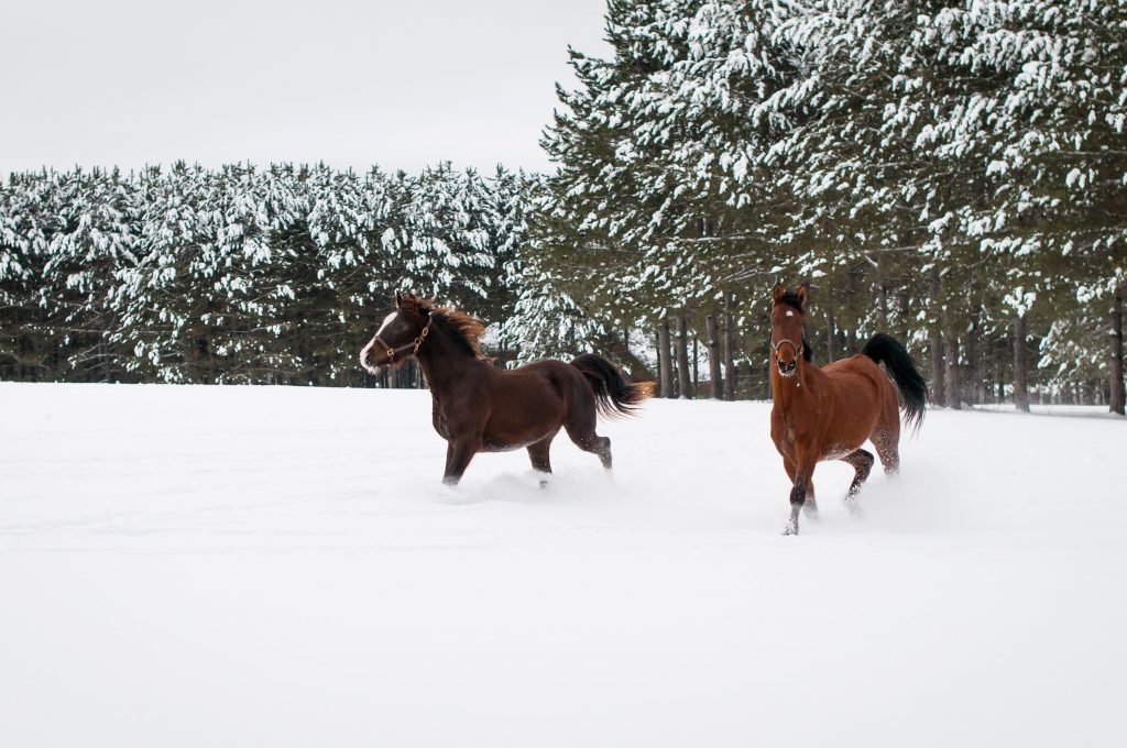 morgan horses in snow