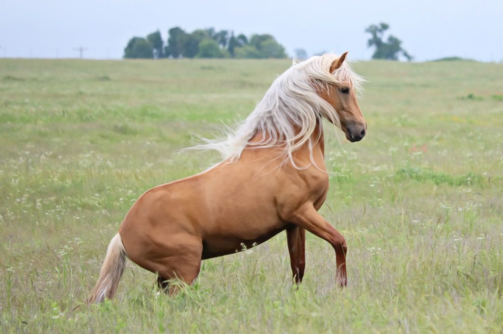 morgan horse