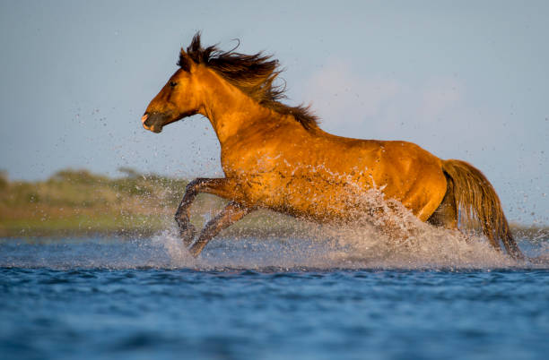 Mustang jumping in water