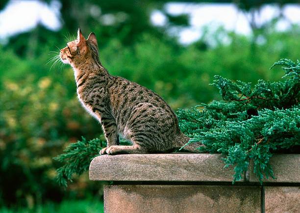 Ocicat perched on anoutdoor rail