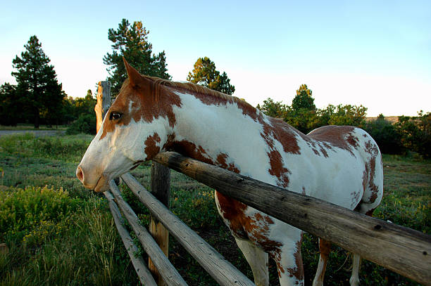 Paint horse in the morning light with ranch fence. 