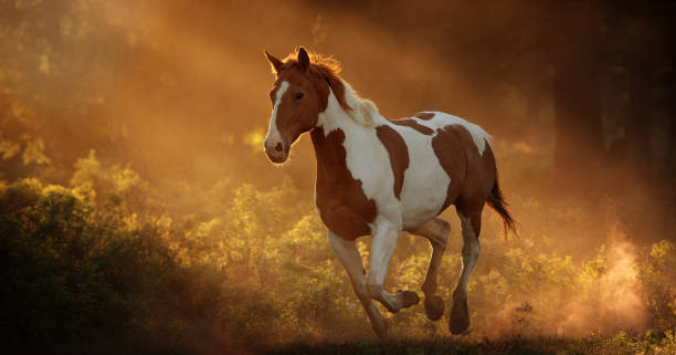 Paint horse running with beautiful sunlight
