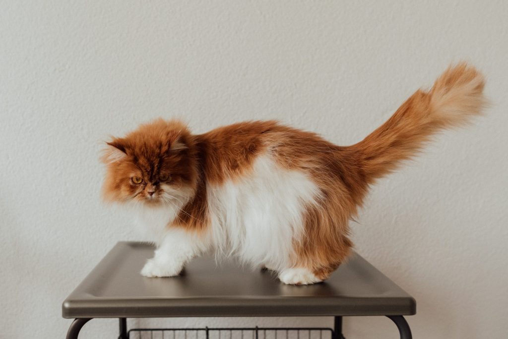 Persian cat on a small table
