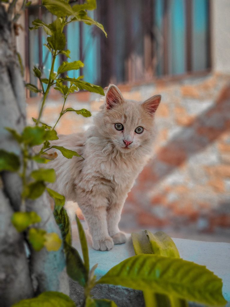 Turkish Angora cat outside