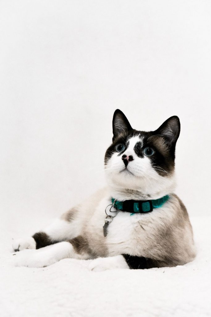 Snowshoe cat studio photo