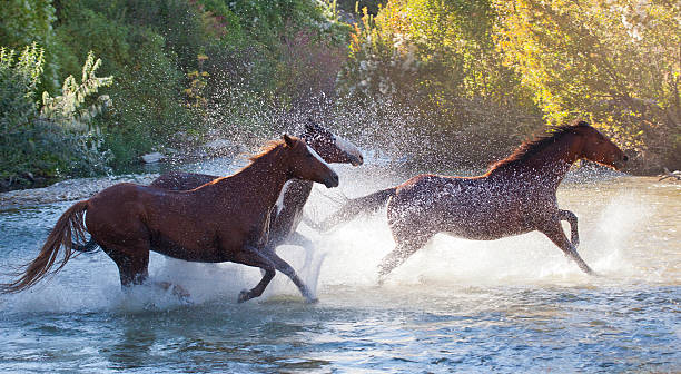 Quarter horses running through stream