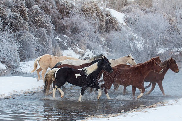 Quarter horses crossing water