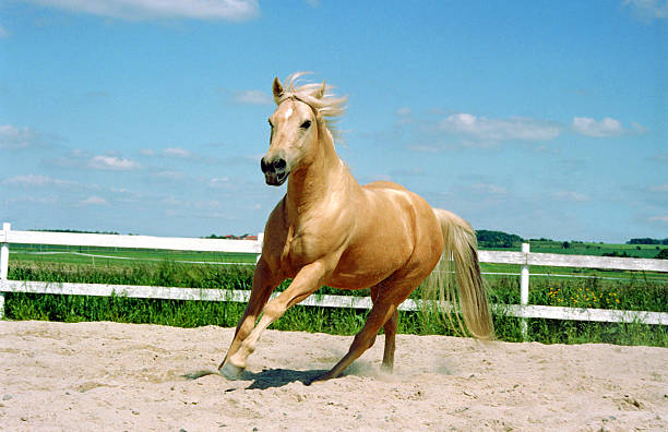 a galloping quarter horse stallion at a paddock