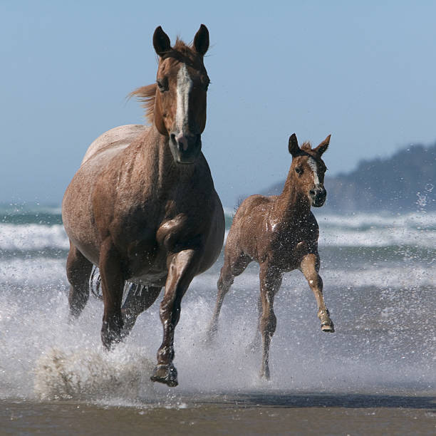 Quarter horse mare and foal running in water