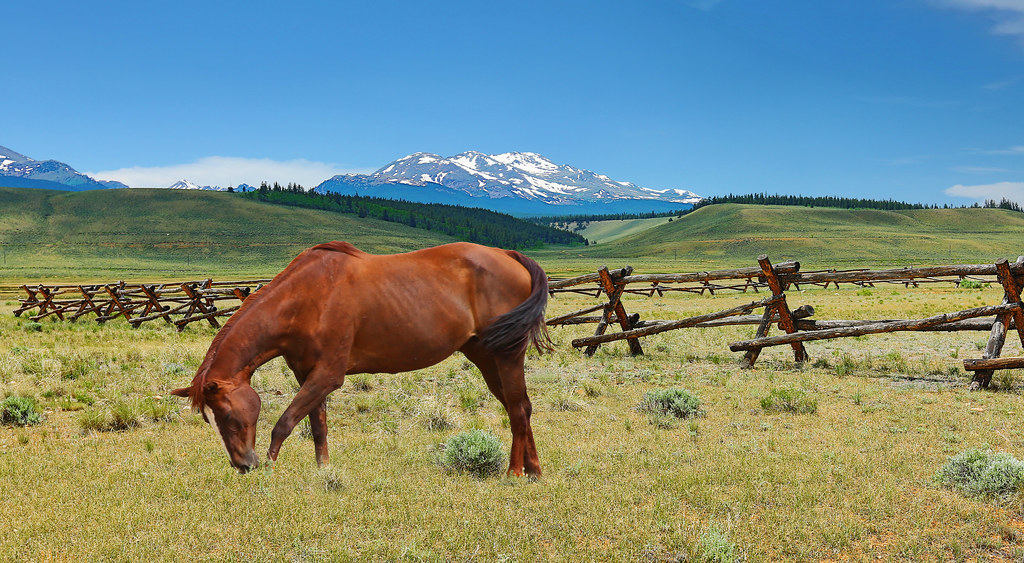 Rocky Mountain Horse
