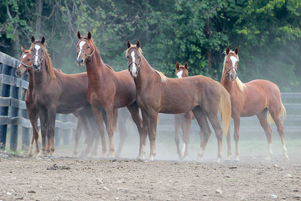 American Saddlebred Yearling Group