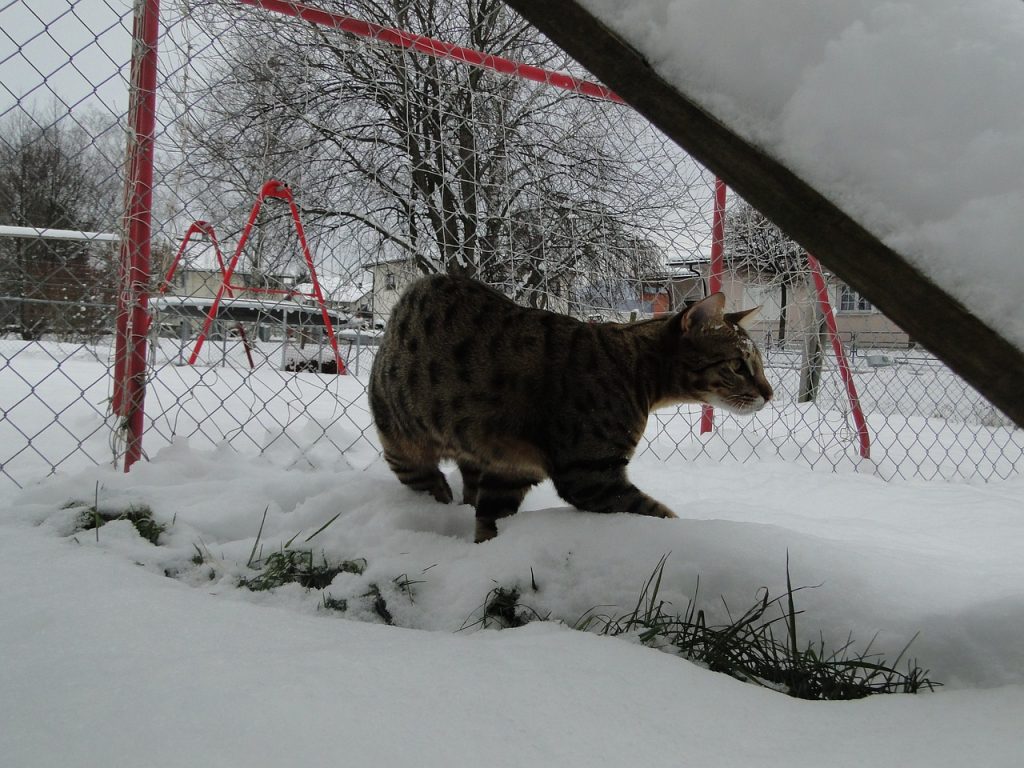 Savannah cat in snowy backyard