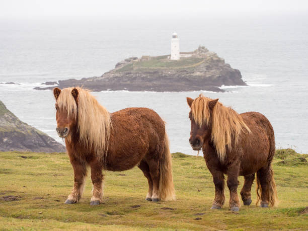 Shetland Ponys with lighthouse in background