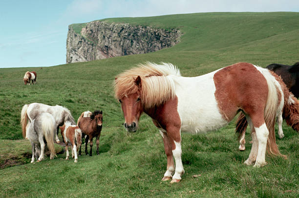 Wild Shetland Ponys