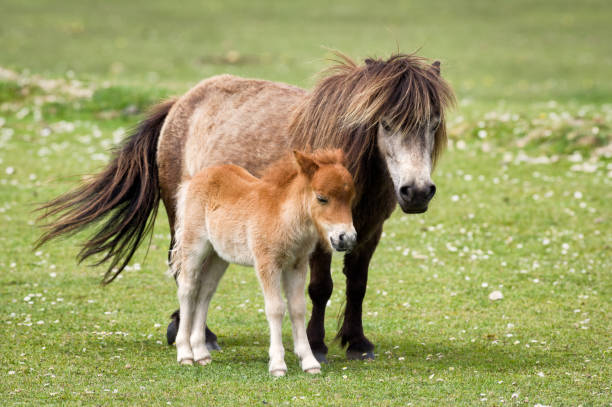 Shetland Pony Mare and Foal