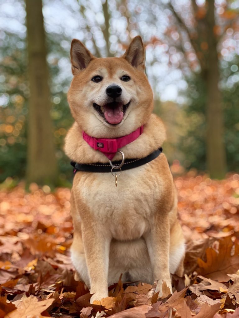 Shiba inu happy in leaves